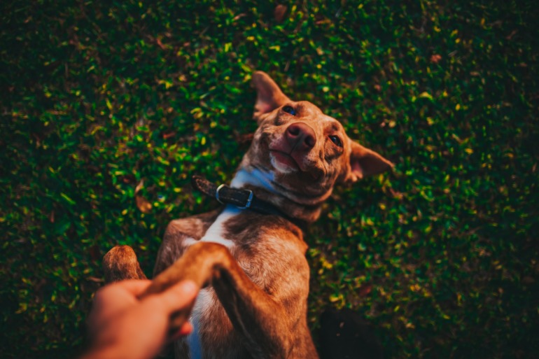 Hotéis pet friendly em Holambra, São Paulo