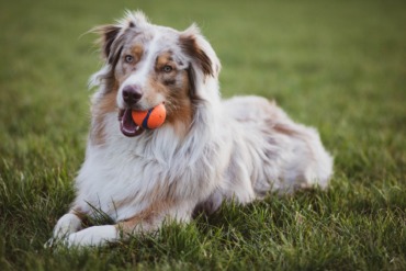 Pousadas Pet Friendly em Búzios