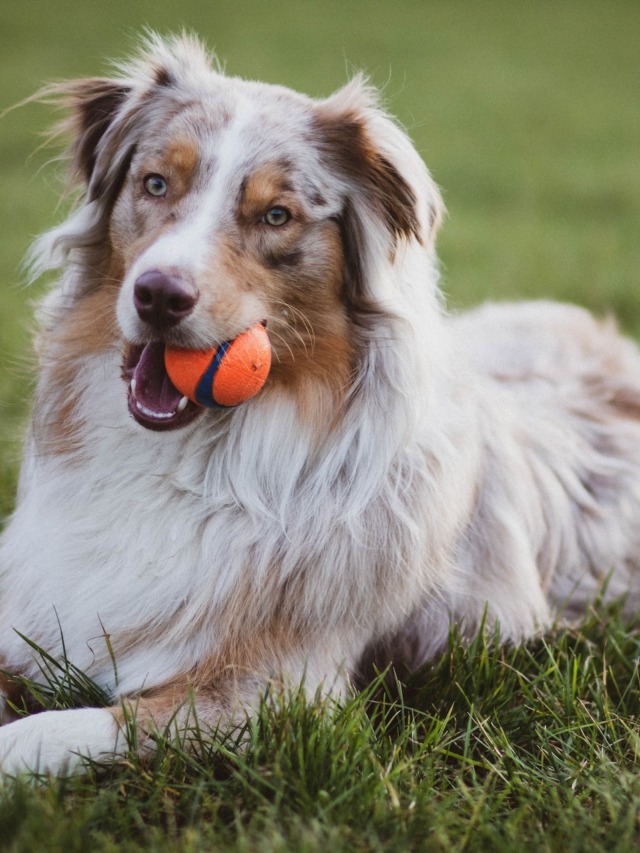 cropped-Pousadas-Pet-Friendly-em-Buzios.jpeg