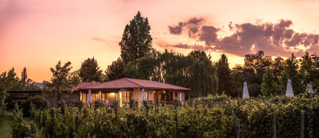 Degustação de vinhos e aceites caseiros, Posada Verde Oliva