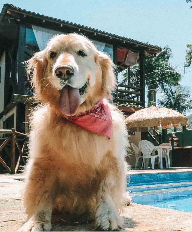 Hospedagens pet friendly em Capitólio