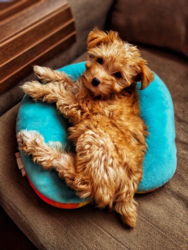 cropped-petfriendly-tiradentes-1.jpeg