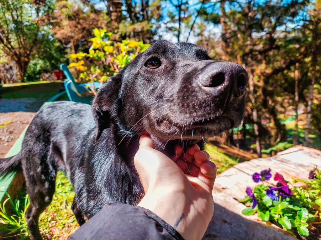 pousadas Pet Friendly em Campos do Jordão