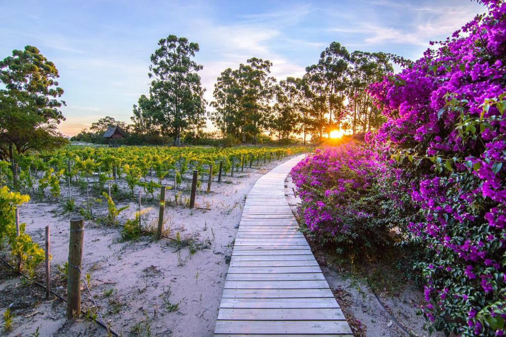 Hotéis vinícolas no Uruguai