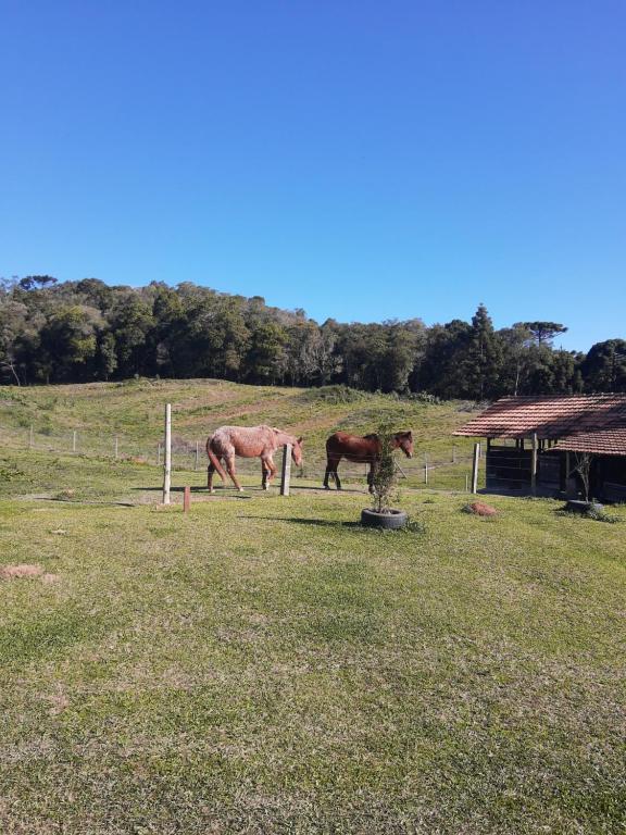 Chalés em Campo Alegre