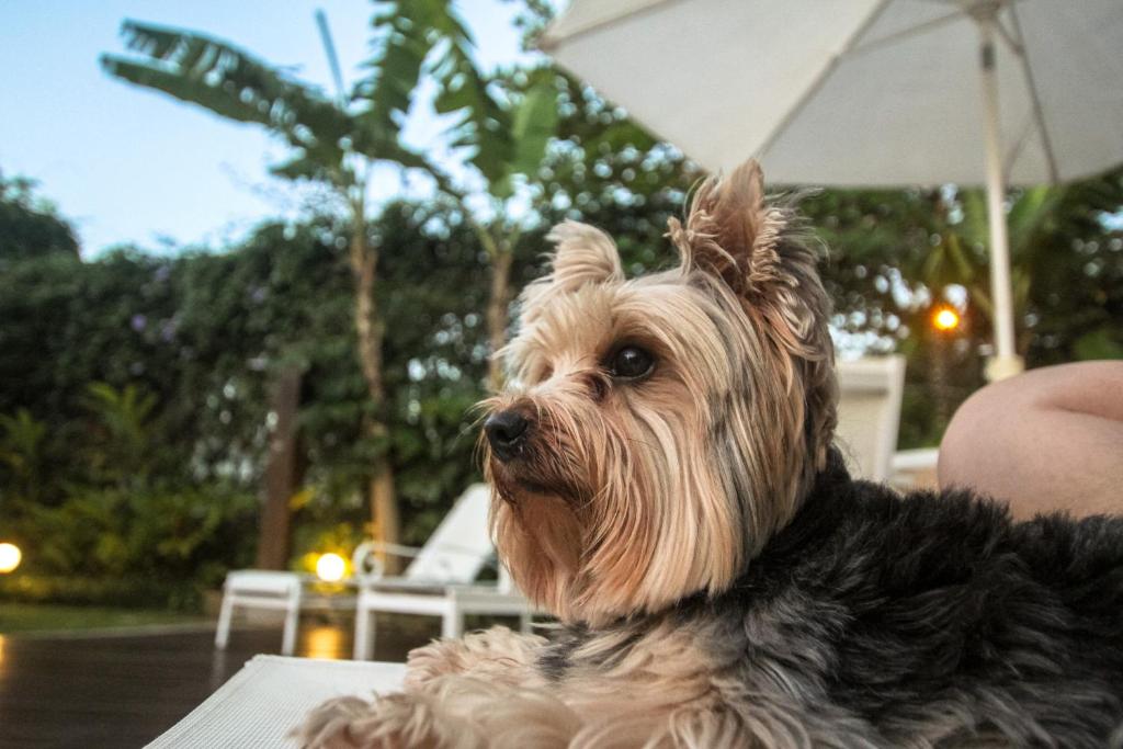 Pousadas pet friendly no Guarujá