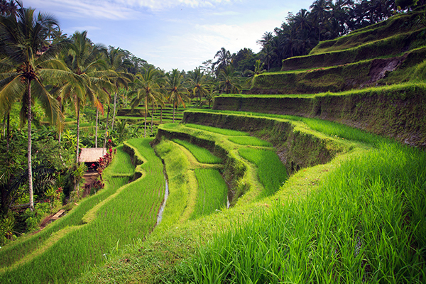 Onde ficar em Ubud