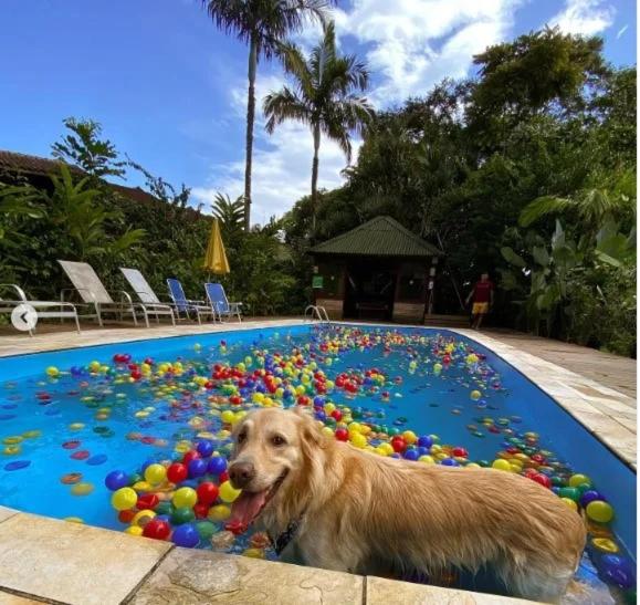 Pousadas que aceitam cachorro perto de SP para viajar sem preocupação