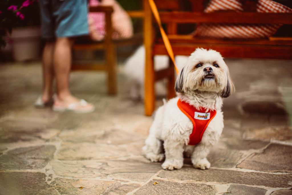 Pousadas que aceitam cachorro perto de SP para viajar sem preocupação
