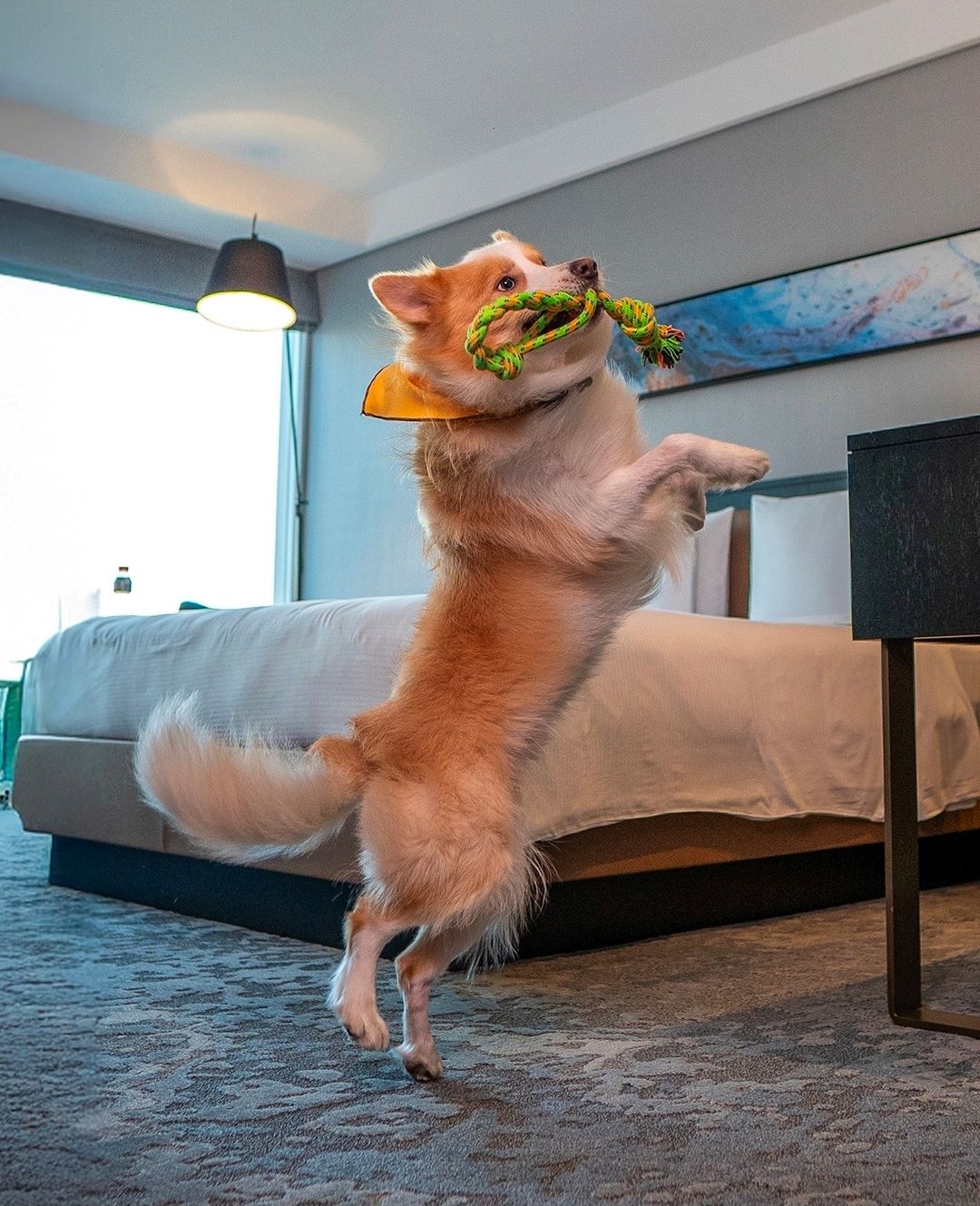 Os melhores hotéis pet friendly em SP para viajar com animais